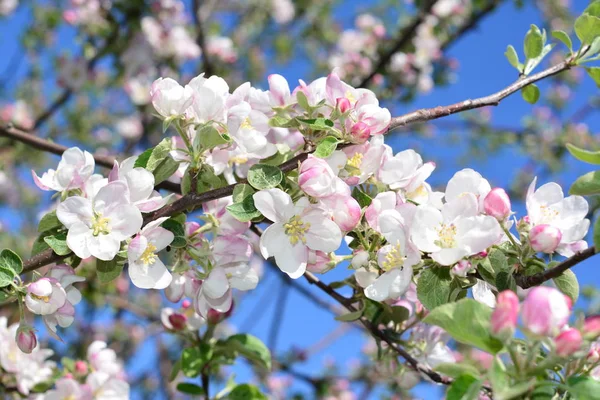 Çiçek açan elma ağacı. Gökyüzüne karşı yumuşak beyaz çiçekler.