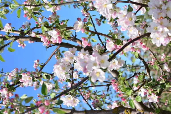 Manzano Floreciente Flores Blancas Suaves Contra Cielo — Foto de Stock