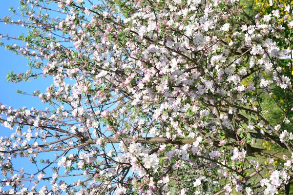 Manzano Floreciente Flores Blancas Suaves Contra Cielo — Foto de Stock