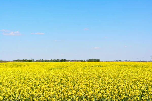 Panoramatický Pohled Řepkové Pole — Stock fotografie