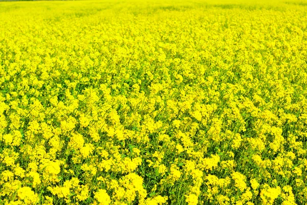 Panoramic View Rapeseed Field — Stock Photo, Image