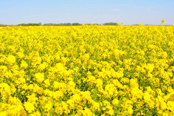 Panoramic View Rapeseed Field — Stock Photo, Image