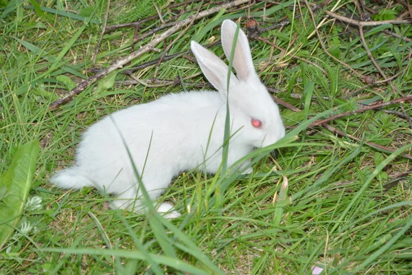 草地上的白兔 — 图库照片
