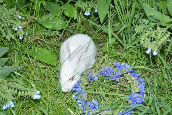 Grappig Baby Wit Konijn Het Gras — Stockfoto