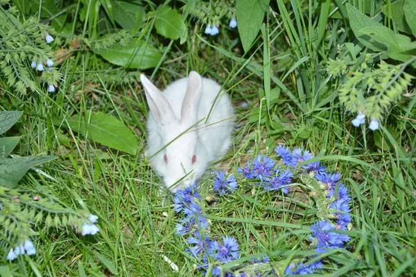 Divertido Bebé Conejo Blanco Hierba — Foto de Stock