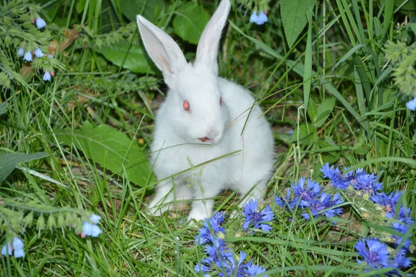 草の中の面白い赤ちゃん白いウサギ — ストック写真