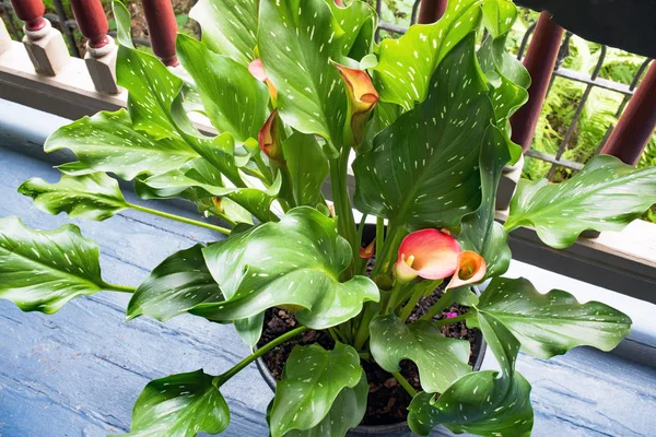 Lys Calla Rose Aux Feuilles Tachetées — Photo