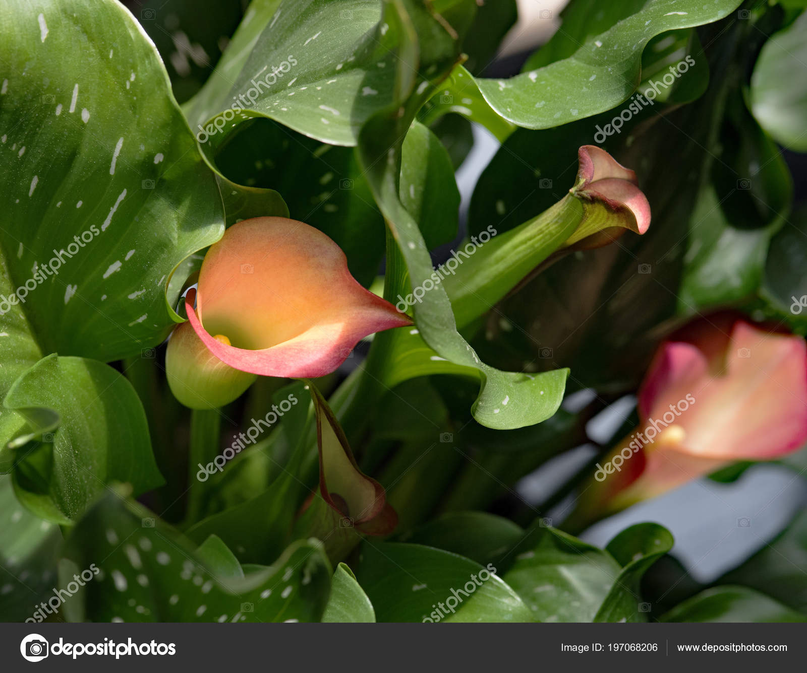 Pink Calla Lilies Bloom Stock Photo by ©Lawcain 197068206