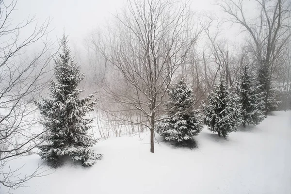 Pine Trees Polar Vortex Fog — Stock Photo, Image