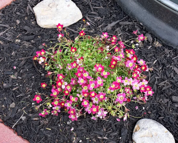 Rockfoil Saxifraga Ambiente Naturale — Foto Stock