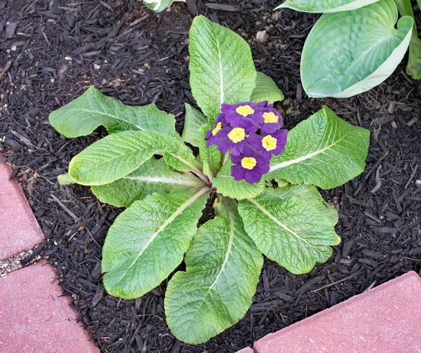 Purple English Primrose Primula Vulgaris Plant — Stock Photo, Image