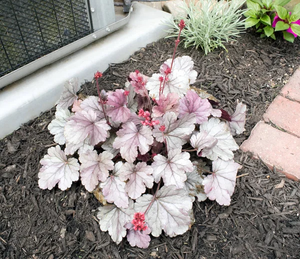 Heuchera Silver Gumdrop Coral Bells — Stock Photo, Image