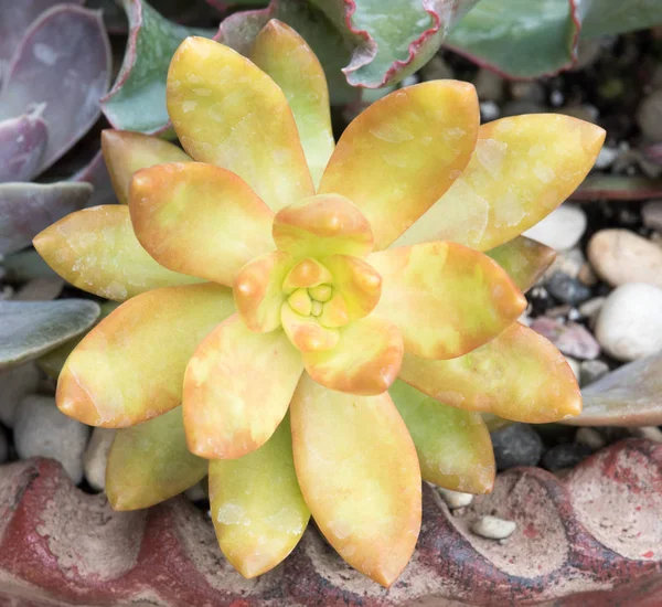 Yellow Sedum Nussbaumerianum Succulent — Stock Photo, Image