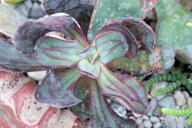 Yeşil & Maroon succulent, Echeveria Nodulosa