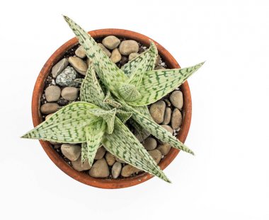 Aloe 'Delta Işıklar' Bitkiler Beyaz Izole Taşlar ile Kil Pot