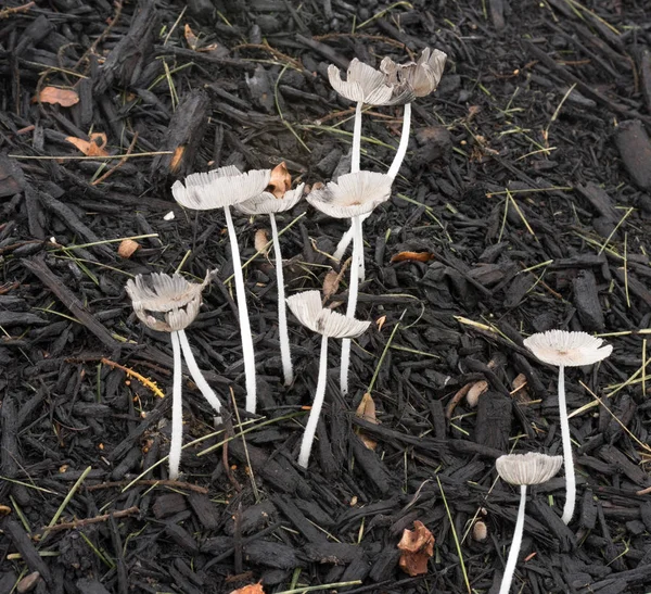 湿ったマルチで成長する繊細な真菌 — ストック写真