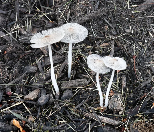 湿気の中で成長する小さな真菌 — ストック写真