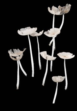  Fairy Inkcap Mantarları, Coprinellus disseminatus, Siyah