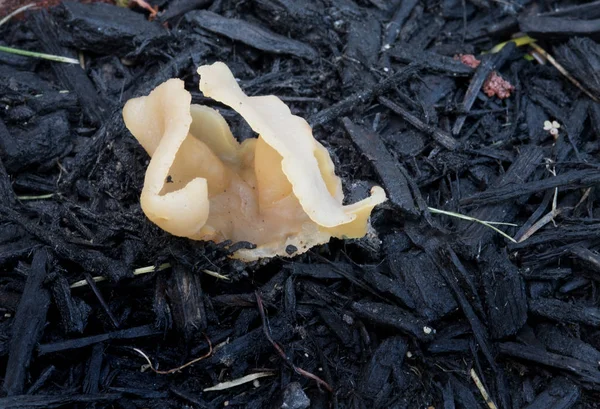 タンゲル真菌マクロ — ストック写真