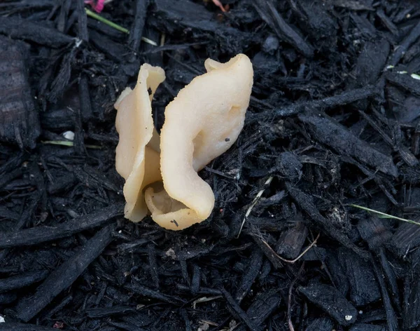 興味深いタンゲルのような真菌クローズアップ — ストック写真