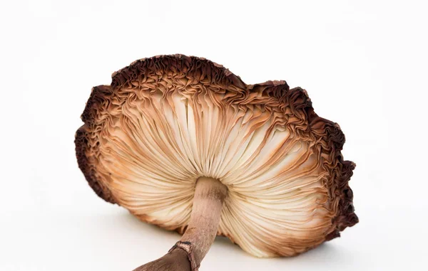 Underside Ruffled Gills Mushroom Cap Close — Stock Photo, Image