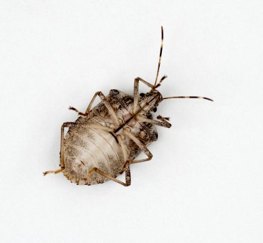 Kahverengi Marmorated Stink Bug Underside