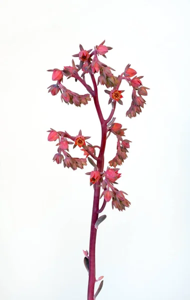 Dave Różowy Succulent Kwiat Łodygi — Zdjęcie stockowe