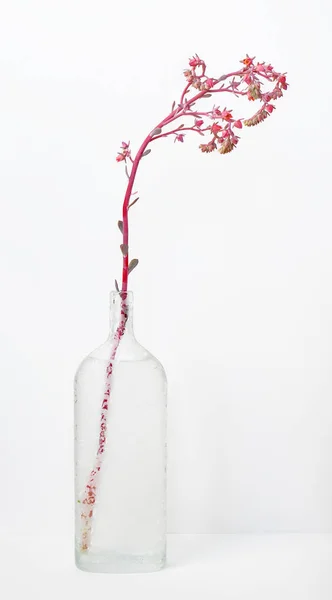 Szroniona Ręcznie Dmuchana Butelka Succulent Bloom — Zdjęcie stockowe