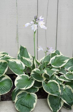Çiçekli vatansever Hosta Plantain Lily