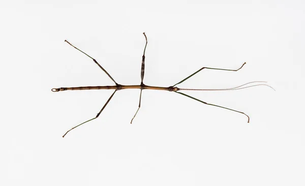 Four Inch Walking Stick Insect White Οχάιο Ηπα — Φωτογραφία Αρχείου