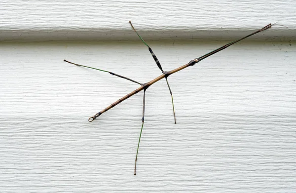 Walking Stick Insect House Siding Οχάιο Ηπα — Φωτογραφία Αρχείου