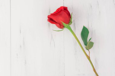 Kırmızı Gül Sevgililer günü için bir ahşap arka plan üzerine kapatın. Kopya alanı.