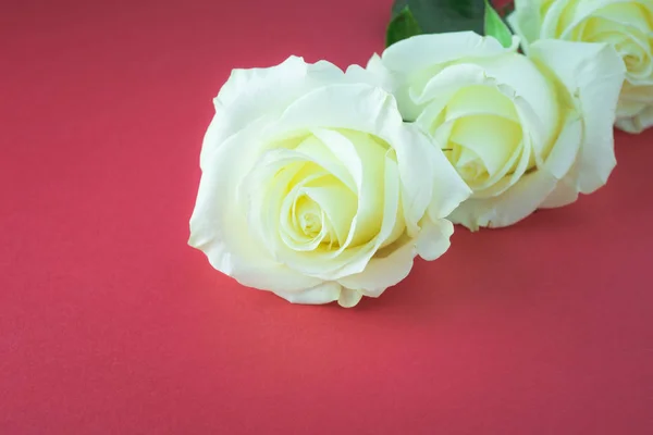 白いバラの赤い背景の上の休日のクローズ アップ — ストック写真