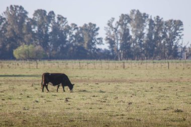 Koyu kahverengi inek geniş yeşil bir alanda otlar ve arka planda ağaçlar vardır..