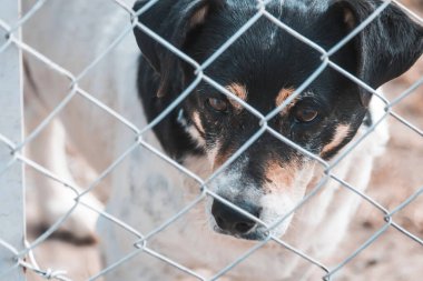 Kafesteki köpek gündüz görüşü 