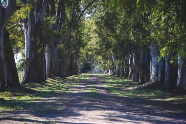 Symmetrical Dirt Road Lined by Tall Eucalyptus Tree Avenue