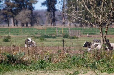 İki siyah beyaz inek çitli, çimenli kırsal alanda dinleniyor ve arka planda ağaçlar var..