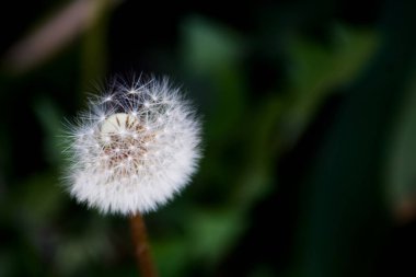 Koyu yeşil bir bokeh arka planına karşı karahindiba tohumu başlığının (hava topu) yakın plan görüntüsü.