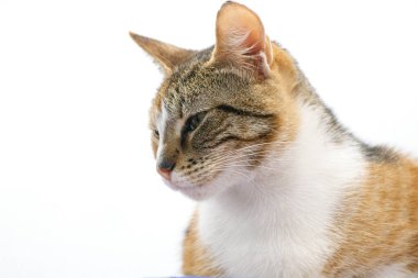 Sokakta pofuduk şirin bir kedinin yakın plan portresi.