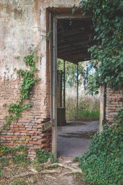 Sarmaşıklar ve sarmaşıklar ile harap olmuş tuğla kapı ve duvar.