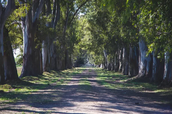 Symmetrical Dirt Road Lined by Tall Eucalyptus Tree Avenue