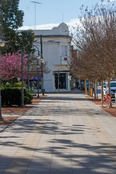 Boş Paved Yaya Yolu Ağaçlar ve Köşe Binası ile Sıralanmış