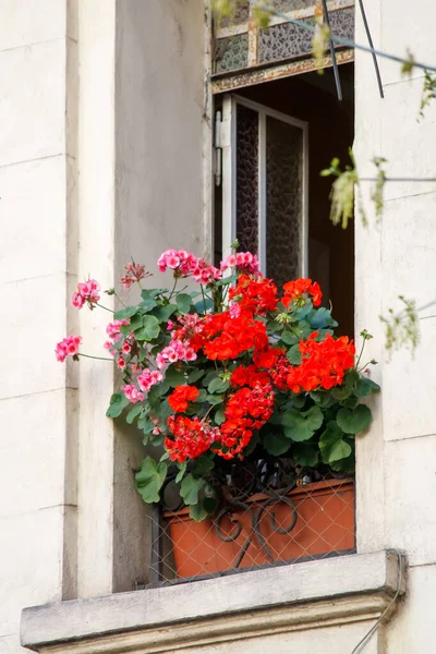 Pencere pervazında çiçekler olan pencerenin gündüz görünümü 