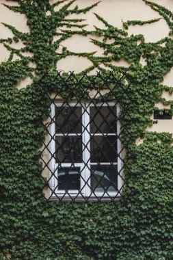 Eski güzel kasaba evleri; Varşova manzaraları; windows ile renkli evler; yeşillik ile büyümüş pencere