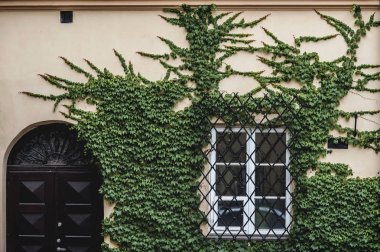 Eski güzel kasaba evleri; Varşova manzaraları; windows ile renkli evler; yeşillik ile büyümüş pencere