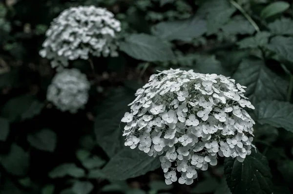 つのビームの白い小さな花がたくさん 小さな Petalled — ストック写真