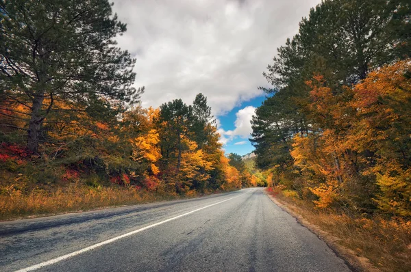 Aszfalt Road Sétány Gyönyörű Őszi Erdőben — Stock Fotó