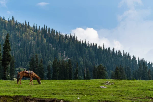 風光明媚な田舎風景 朝の草原で放牧草馬 — ストック写真