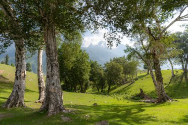Doğal doğal orman manzara sabah