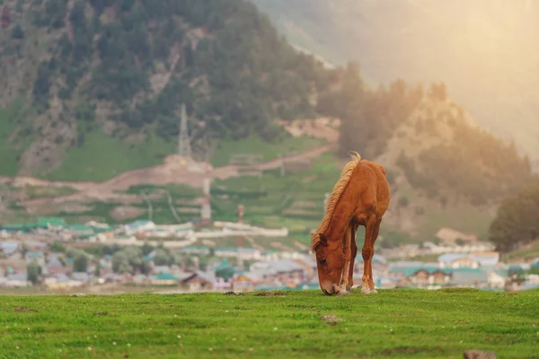 Häst Som Betar Gräs Ängen Sonamarg Jammu Och Kashmir Indien — Stockfoto